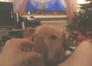 Adorable dog is going to lick that dick in POV