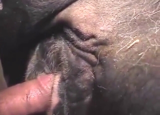 Human cock fucks a mare from behind, it's wild