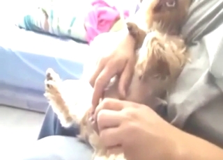 HJ for Yorkshire Terrier with a nice small dick