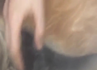 Creampied ass of a stallion gets to fart hard