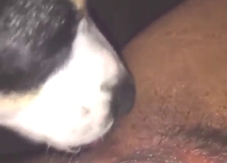 Sexed-up beast licking ass and pussy up close