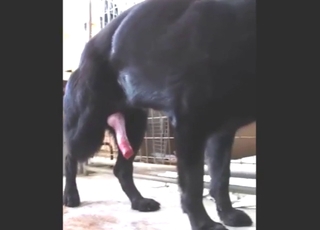 Solo orgasm scene showing a sexy black dog