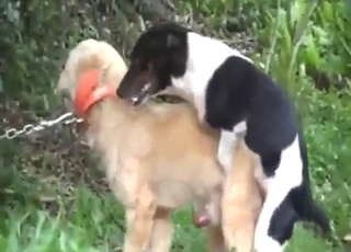 Sneaky gay anal fucking with two out dogs