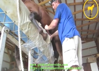 Guy jerks this horse off to make it happier