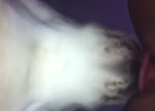 Hot-looking pink pussy pleased by a nice dog