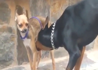 Dog-on-dog tease will lead to harder fucking