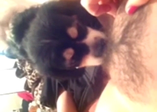 Hairy mommy has her tiny dog stepson licking