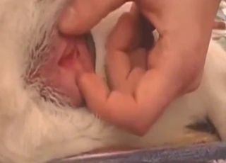 Bestiality sex with a scared-looking dog and a guy