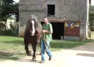 Nice-dicked horse showing off that boner