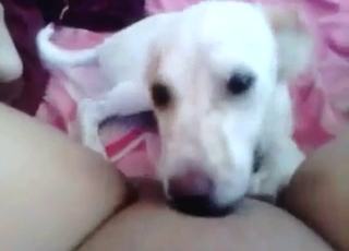 Wet pussy lady lets this dog eat her out in POV