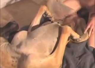 Dude lifts this dog's legs up to fu ck it silly