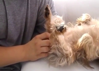 Bestiality porn with a Yorkshire Terriere fingered