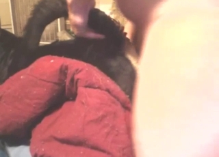 Zoo porn shows tail-pulling super-hard fucking