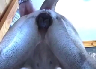 Good-looking guy is going to fuck a slutty dog