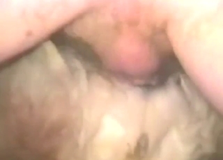 Brown beast opens its legs to get fucked deep