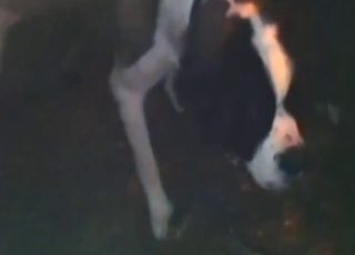 Piss fetish porn movie with a slutty doggo