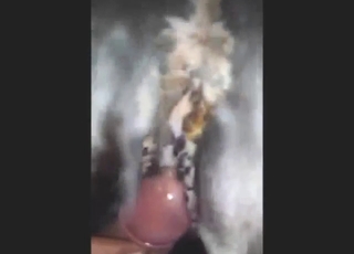 Foreplay and teasing in legit zoophile porn