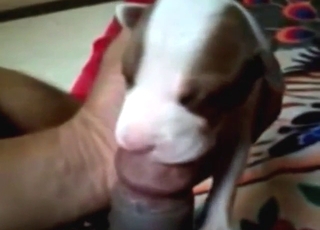 Start them young with that bestiality sex