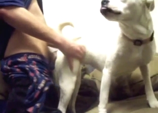 Hot zoo porn shows a zoophilic guy and a dog