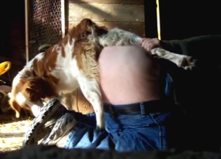 Animal knotting that ass during doggystyle