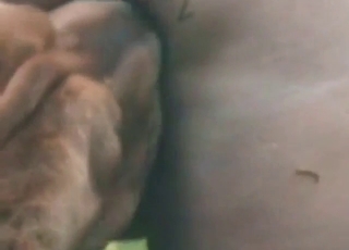 Close-up licking from a brown dog outdoors