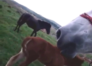 Peak bestiality sex with a black beast taking it