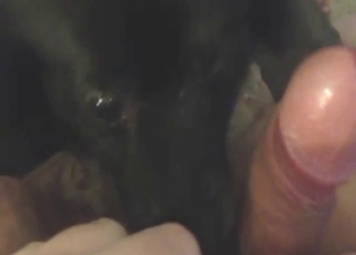 POV zoophile porn shows a sexy dog licking dick
