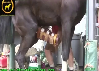 Horse featured in a zoo sex scene with teasing