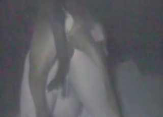 Doggystyle zoophile fuck with a slutty lady