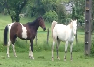 Outdoor zoo porn with two horses that screw