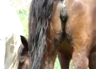 Close-up action with two horses that fuck hard