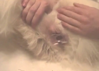 White Retriever is going to get fingered