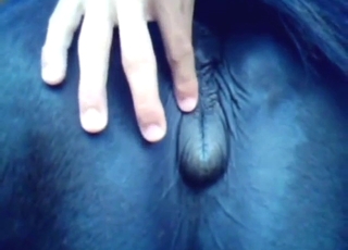 Horse pussy presentation and then hard sex