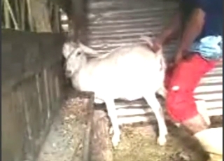 White goat getting off with deep doggystyle