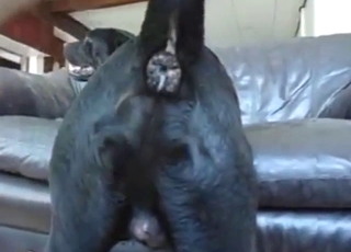 Guy is going to finger that black Lab for fun