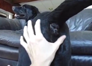 Guy is going to finger that black Lab for fun