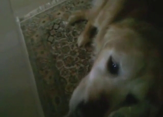 Dog licks nice dick in a POV scene with moans