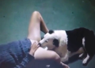 White dog is going to lick her pussy big time