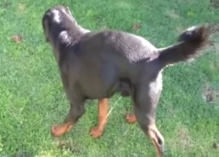 Rottweiler dog shows off in a piss solo movie