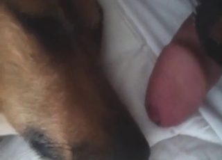 Sexed-up beast is going to lick that meaty dog