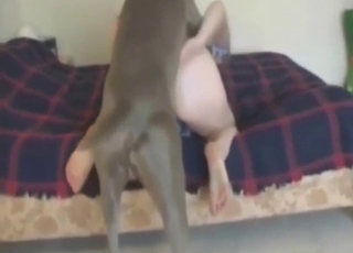 Dog with a nice dick fucking a submissive lady