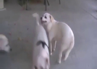 Zoophile must-see with a white dog being pleased