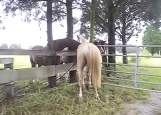 Every zoophile knows a mare in heat when sees it