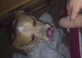Zoophile porn shows a dog sucking nice penis