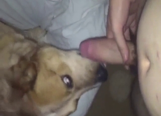Zoophile porn shows a dog sucking nice penis