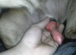 Zoophile porn looks great with a dog jerked off