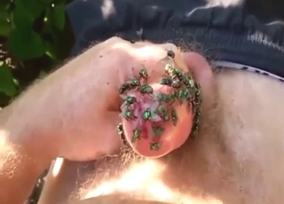 Zoophile flaunts that crotch with flies all over