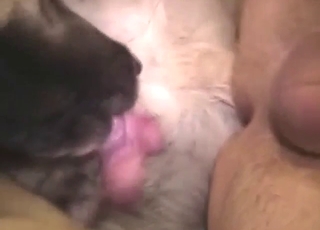 Bestiality sex with deep thrusts and a kinky dog