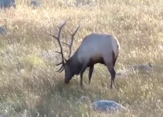 Bestiality porn with an elk that has a sexy body