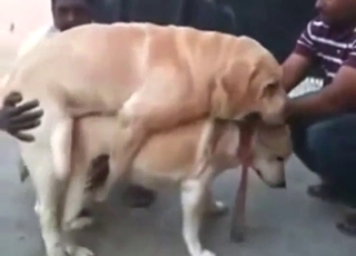 Bestiality porn shows two dogs mating outside